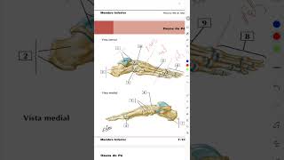 RESUMO DOS OSSOS DO PÉ anatomia ossos pé medicine anatomy medicalstudent medicalcollege [upl. by Eohce949]