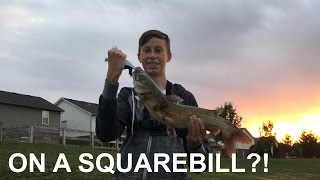 Catching a CATFISH on a Squarebill [upl. by Naliorf337]