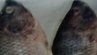 Osang Raketera is liveHow to clean Tilapia Watch it clean tilapia Satisfying ASM [upl. by Arabela420]