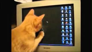 Leuke kattenfilmpjes Funny Cats [upl. by Orman]