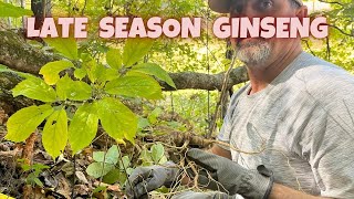 How To Late Season Ginseng Hunt  Digging Ginseng In The Hills Of East Tennessee 2024 [upl. by Eicart]