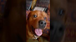 SKIBBA THE RED ROTTWEILER LOVES DRUM amp BASS🤣🥳 [upl. by Melonie]