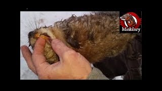 My Most INTENSE Mink and Dog Hunting Muskrats Video Yet [upl. by Ainedrag226]