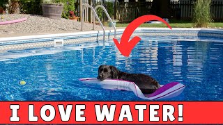 How to Train Your Dog to LIKE the Water 🐶💧4 EASY Steps [upl. by Dino]