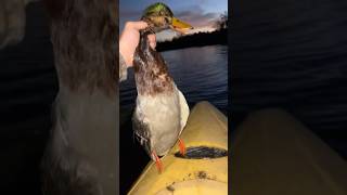 MY FIRST MALLARD hunting huntingseason foryou fishing outdoors fyp [upl. by Dennison]