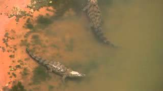 Desert crocodiles Crocodylus suchus in Mauritania [upl. by Harshman23]