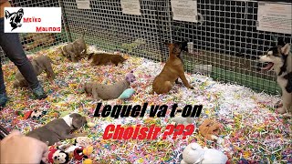 Jachète un Malinois au Salon du Chiot [upl. by Muna]