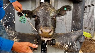 Drenching and mouthing cattle in a Silencer Hydraulic Crush [upl. by Swerdna]