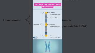 DNA Profiling DNAFingerprinting PCR GelElectrophoresis CapillaryElectrophoresis DNAAnalysis [upl. by Phillida]