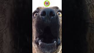 Cachorro latindo Coloque esse áudio perto do seu cachorro 🐶 latidos dogsbarking [upl. by Grantland]