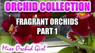 A collection of Fragrant Orchids Part 1  Varieties scent description and beautiful flowers [upl. by Zerdna253]