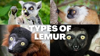 Animal Wildlife  Types of Lemur [upl. by Lubba]