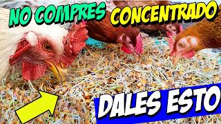 Cómo Cultivar Maíz Germinado como Alimento para Pollos y Gallinas en Casa [upl. by Chris763]