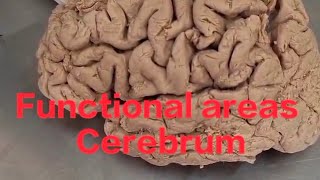 Functional areas of brain neuroanatomy cerebrum anatomy functional areas of cerebrum [upl. by Arela]