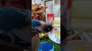 ボタンインコのリングゴミ箱入れ shortsfeed [upl. by Mathia58]