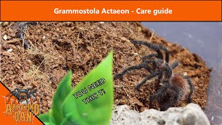 Grammostola Actaeon  Showcase  Care Guide [upl. by Liman]