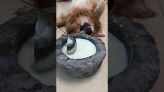 Big medium small old and young dogs can often drink goat milk powder to supplement nutrition [upl. by Castorina]