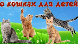 Кошки и их звуки для детей Развивающее видео о кошках 2 часть [upl. by Fantasia]