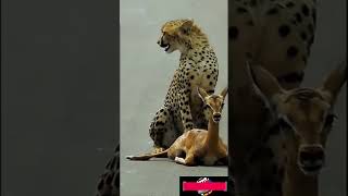 quotHeartPounding Moment Cheetah Catches Baby Deer in Incredible Huntquot [upl. by Amal581]