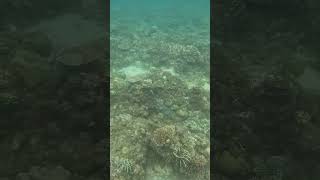 Snorkeling Around a Reef in Recovery [upl. by Oflunra]