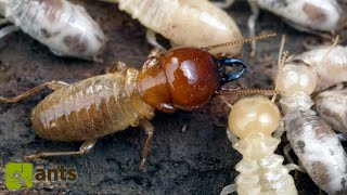 My Termite Colony Grew Huge Workers [upl. by Eanwahs]