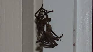 Spider Moulting to Stripper music [upl. by Avram]