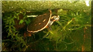 Rotbauch Spitzkopfschildkröte im Aquarium [upl. by Hulbard]