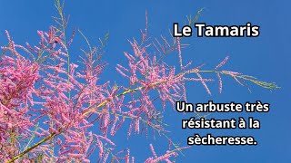 Comment faire pousser un TAMARIS [upl. by Ianahs]