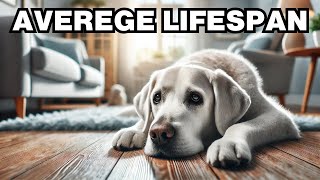 What Is The Average Lifespan Of A Dog Explained [upl. by Flor]