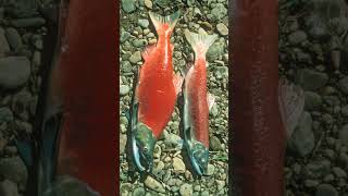 🐟☆³⁸ Sockeye Salmon Oncorhynchus nerka in Salmonid Family Salmonidae [upl. by Anesuza]