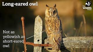 How to identify owls [upl. by Haerle]