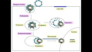 شرح بسيط Les endosomes précoces de tri [upl. by Kurys677]