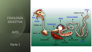 Fisiología digestiva Aves  Primera parte [upl. by Bellina]