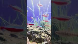 Cardinal Tetras and African Banded Barbs DaniKenAquatics [upl. by Crispas472]