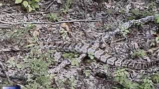 Wild Rattlesnake Strike w Slow Motion views [upl. by Luar]