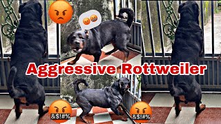 Aggressive Rottweiler Barking 🤬Tiger the Rottweiler Barking on another dog aggressively😡 [upl. by Mazman]