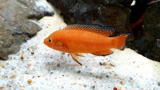 Hemichromis exsul Lake Turkana [upl. by Cherri]