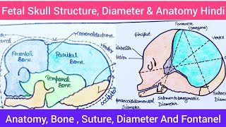 Fetal Skull in Hindi  Fetal Skull Full Explanation Hindi Fetal Skull Structure Anatomy Bone Suture [upl. by Noissap931]