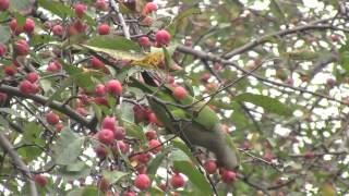 Monk Parrots now living in Central Park NYC [upl. by Franzen128]