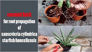 Sansevieria cylindrica propagation starfish  plant care  sansivera boncel  GreenOnGreenTV [upl. by Eisnil]