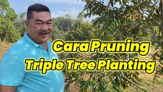 Cara Pruning Dan Penjelasan tentang Triple tree planting bersama Mr Ridho RB Dan Mr Hengky massie [upl. by Stacie462]