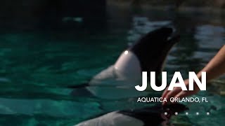 Meet Juan  Commersons Dolphin  Aquatica Orlando [upl. by Ruddie343]