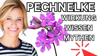 Gewöhnliche Pechnelke Wirkung Wissen amp Mythen 🌞 [upl. by Sender415]