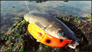 Pesca de Robalo Patagónico con señuelo y Pesca de Pejerrey en Bahía Cracker  Chubut  Argentina [upl. by Neltiak]