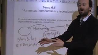 Hormonas y Homeostasis [upl. by Bethesde577]