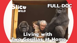 Adopting and Raising Orphaned Gorillas  SLICE WILD  FULL DOCUMENTARY [upl. by Nnorahs]