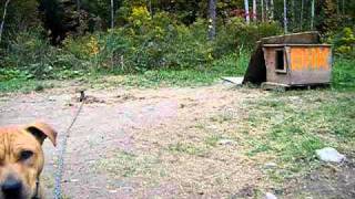 Brindle Hide Kennels Yard Video 2010 [upl. by Carberry807]