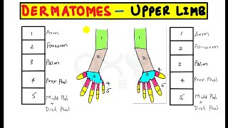 Trick to remember permanently Dermatomes of upper limb [upl. by Susan]