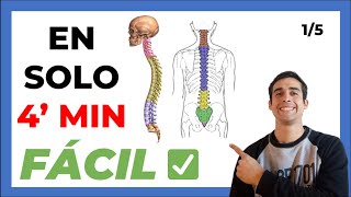 🤯5 LA COLUMNA VERTEBRAL  Anatomia FÁCIL ✅ Partes y Funciones [upl. by Crescin]