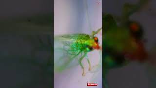 Amazing CloseUp Footage of The Green Lacewing Subscribe to microSpectacle [upl. by Ohploda240]